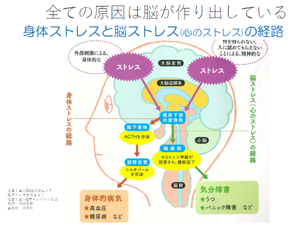 セロトニン 神経 活性 化